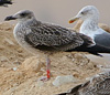 juvenile LBBG, ringed in the Netherlands.